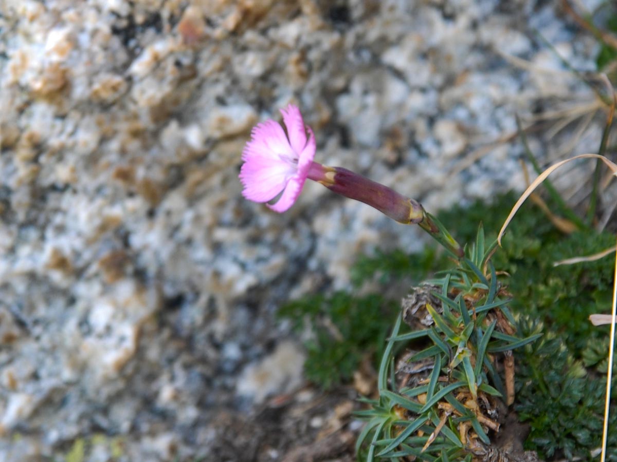 Habitus